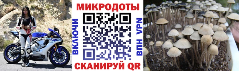 закладки  Вяземский  Псилоцибиновые грибы Psilocybine cubensis 